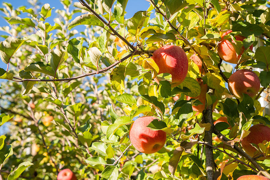まつみりんご園