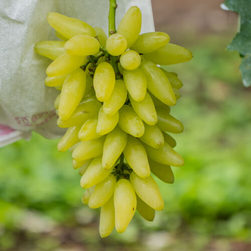 ゴールドフィンガー