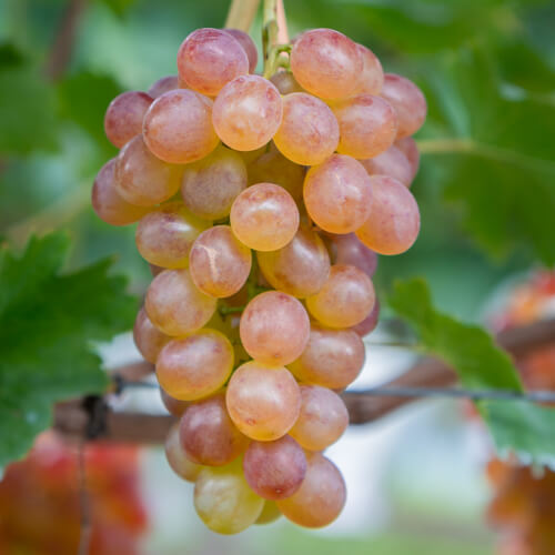 ロザリオロッソ