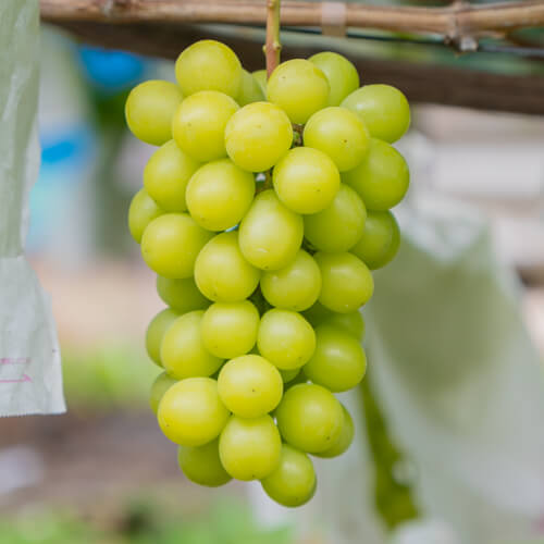 シャインマスカット