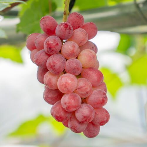 バイオレットキング